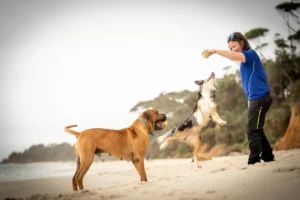 Super Canine, Dog Training, Trainer