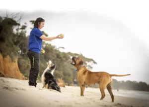 Super Canine, Dog Training, Trainer